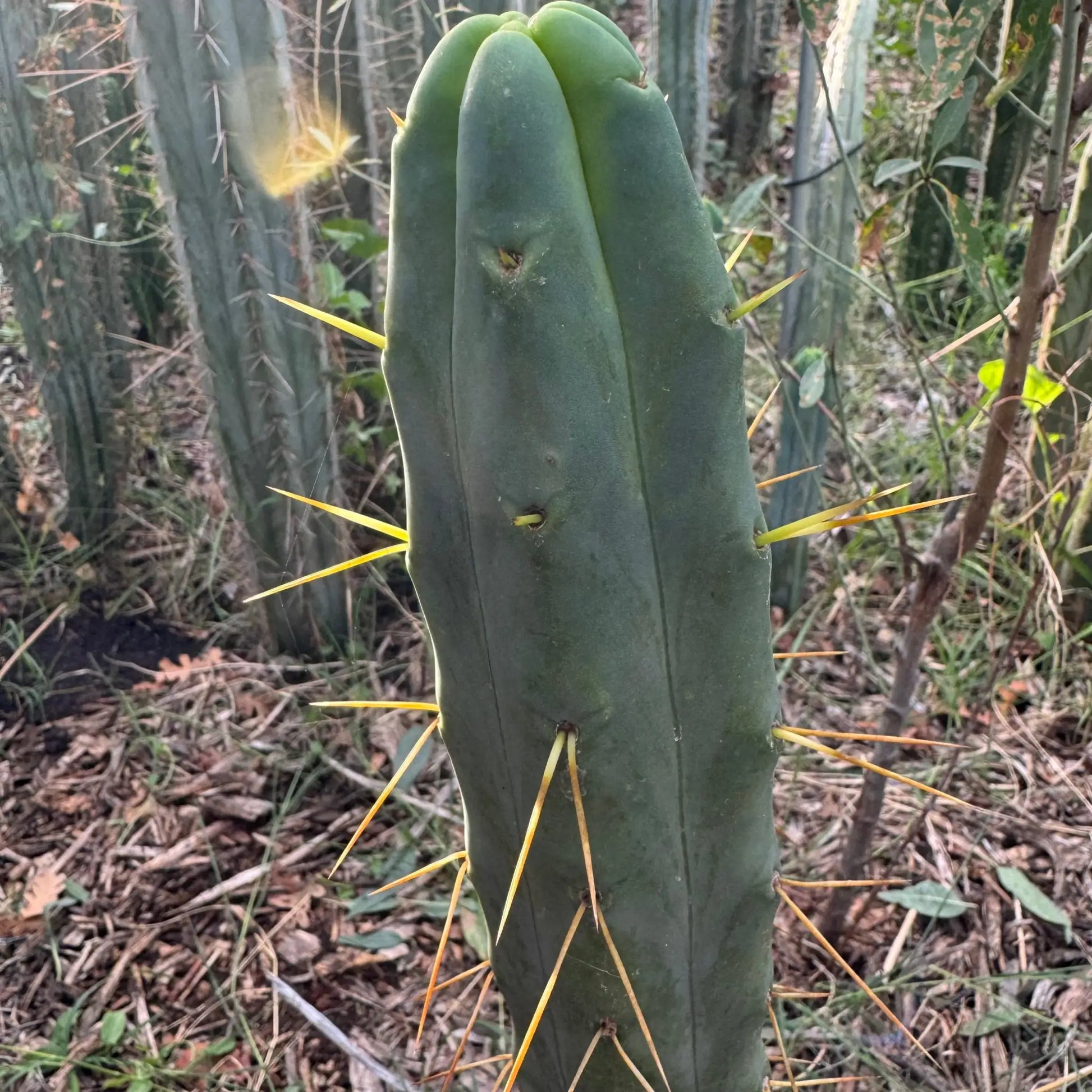 Jiimz Twin Spine - live cactus plant