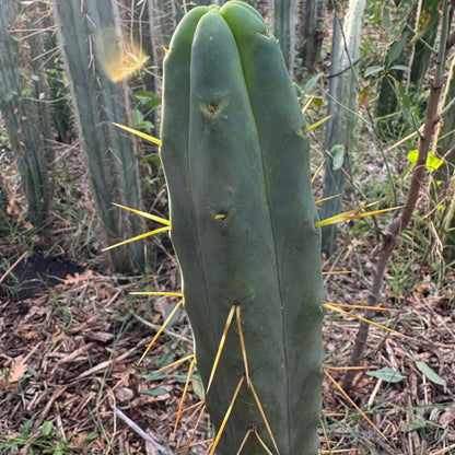 Jiimz Twin Spine - live cactus plant