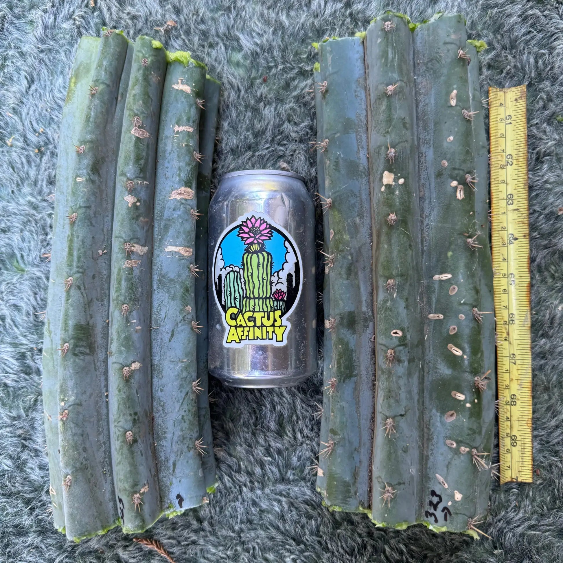 JS323 - one 10” center cutting - live cactus plant