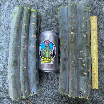 JS323 - one 10” center cutting - live cactus plant