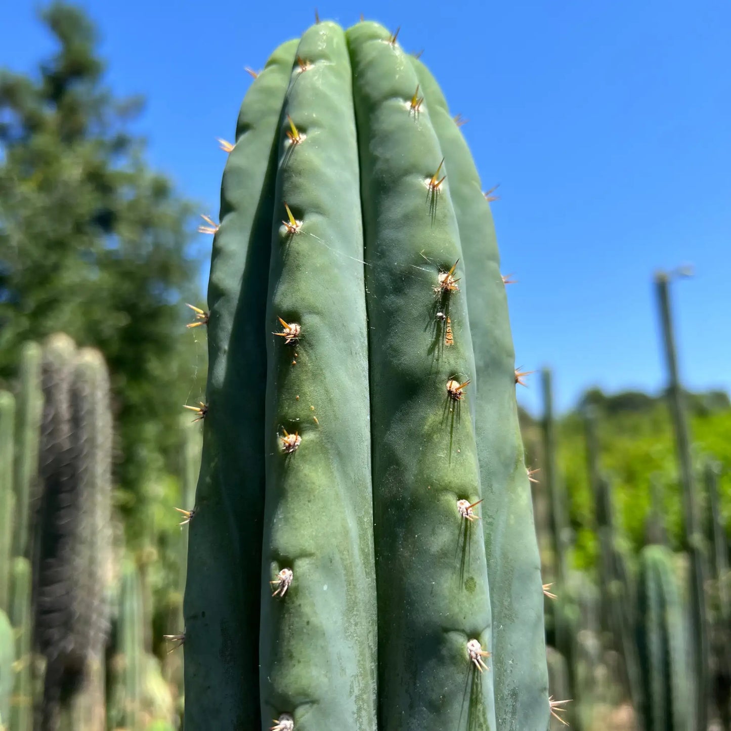 JS323 - one 10” center cutting - live cactus plant