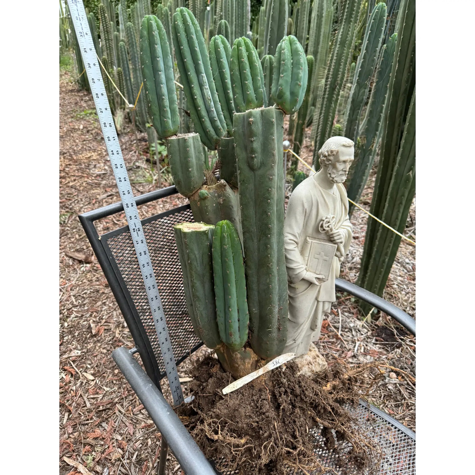 JS336 - local pick up - large bare root cactus plant