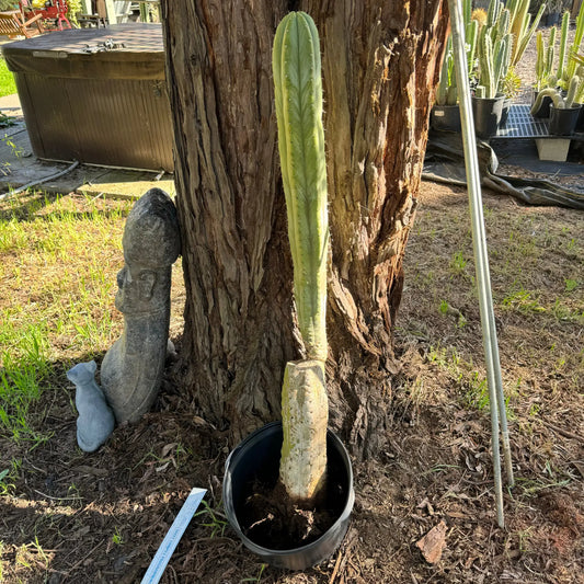 Kathleen - local pick up - large bare root cactus plant