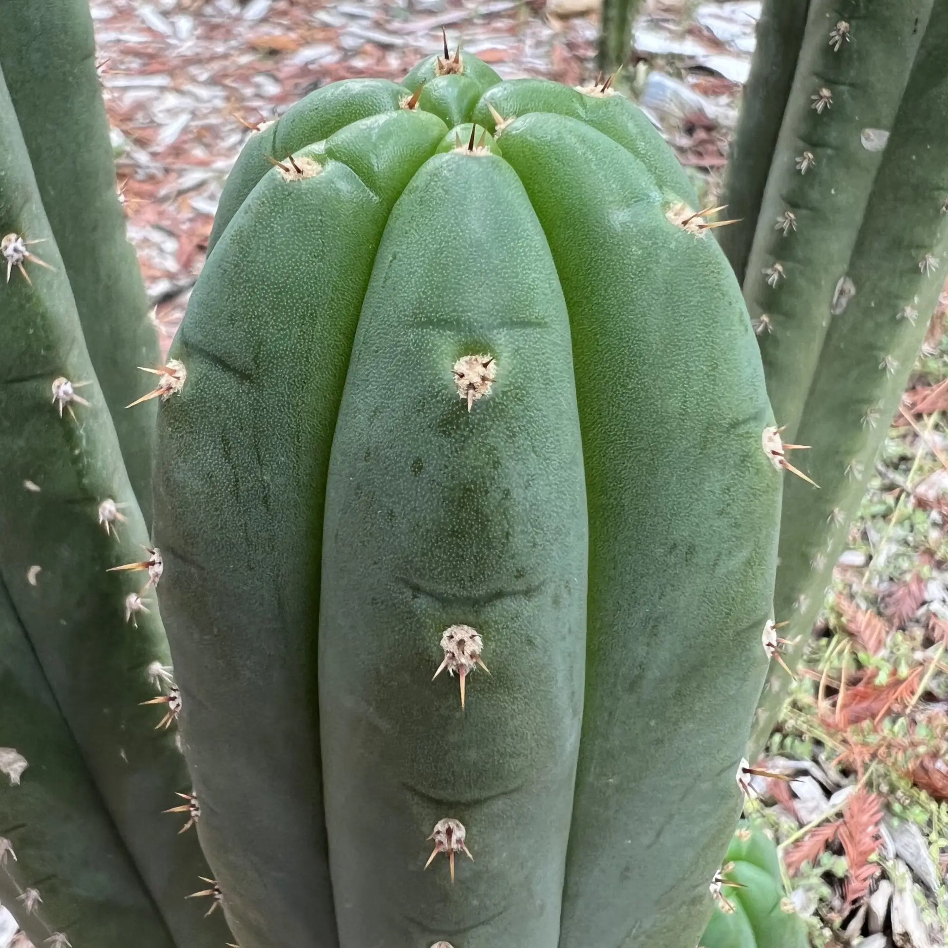 KK1911 - live cactus plant cutting