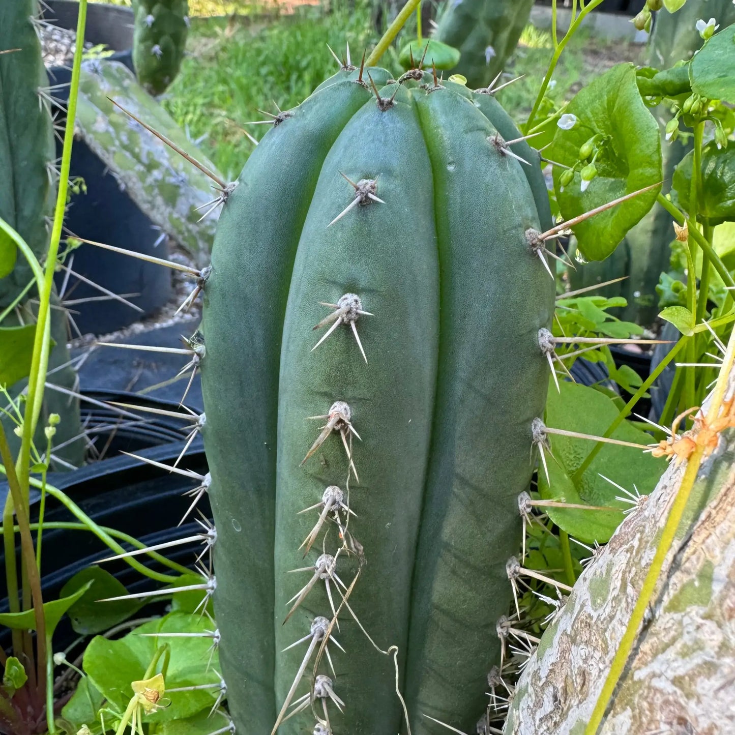 KK1911 - live cactus plant cutting