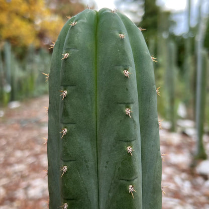 KK1911 - live cactus plant cutting