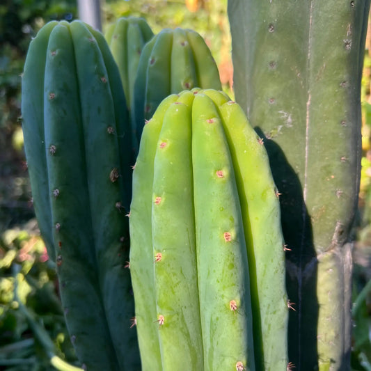 KK2150 - live cactus plant