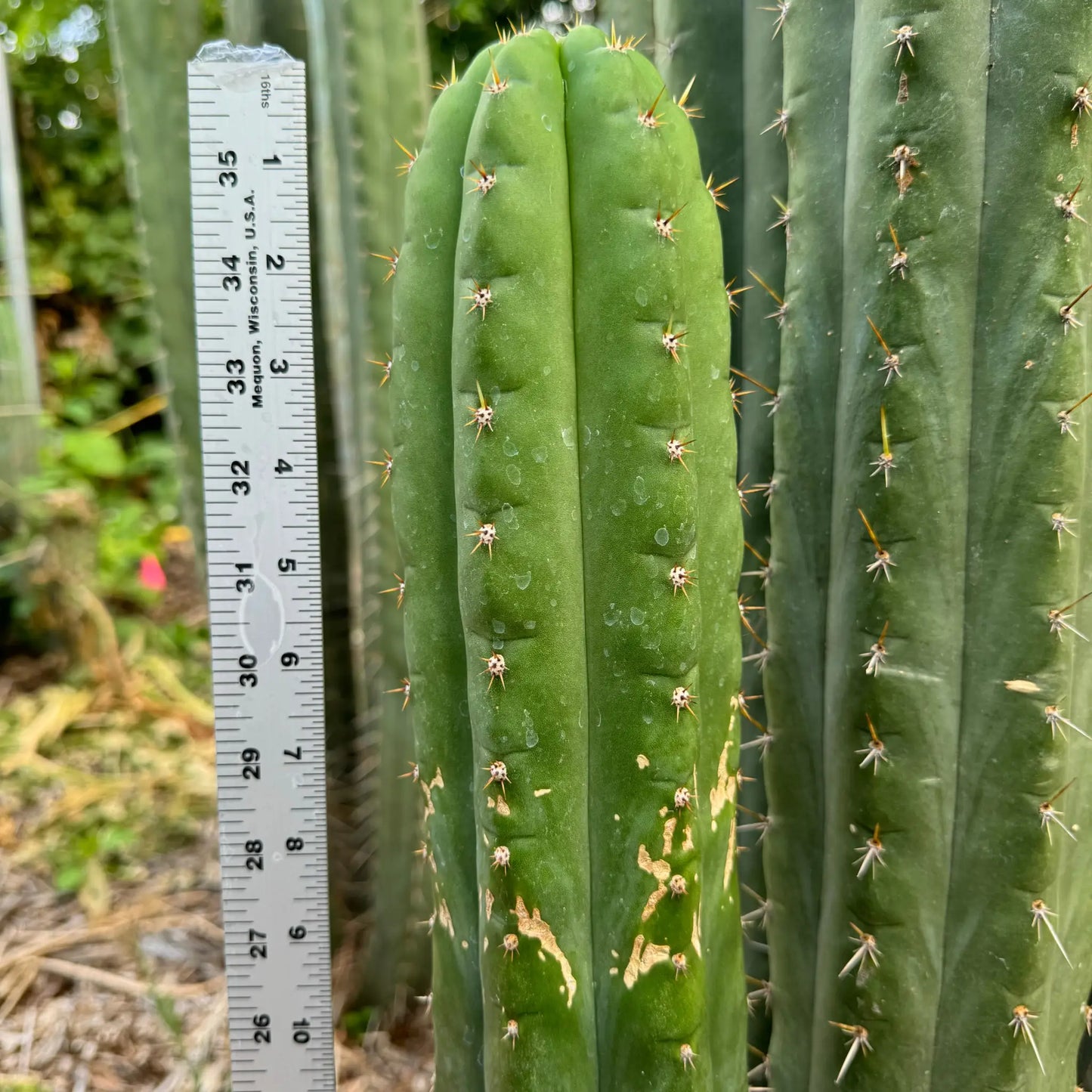 KK242 - 10” tip cutting - live cactus plant