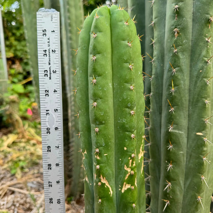 KK242 - 10” tip cutting - live cactus plant