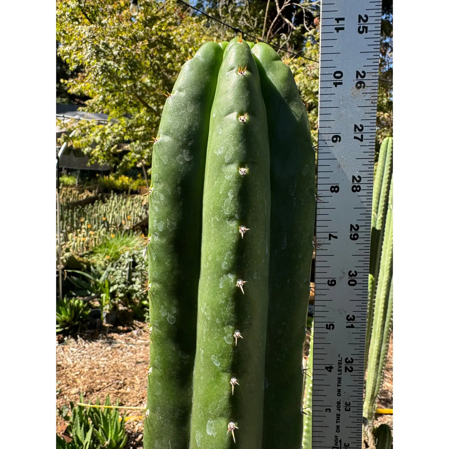 KK336 - one 10” tip cutting - live cactus plant