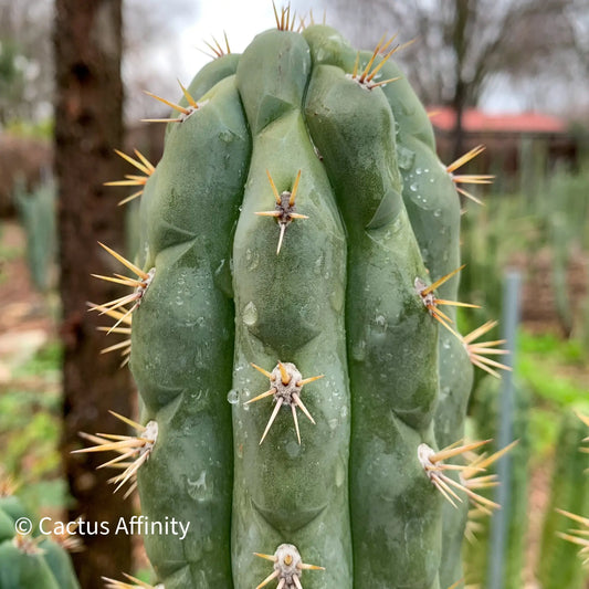 knuthianus JS67 - one 10” center cutting - live cactus plant