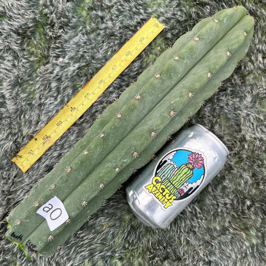knuthianus x scop ‘Heynes’ - a0 14” tip cutting