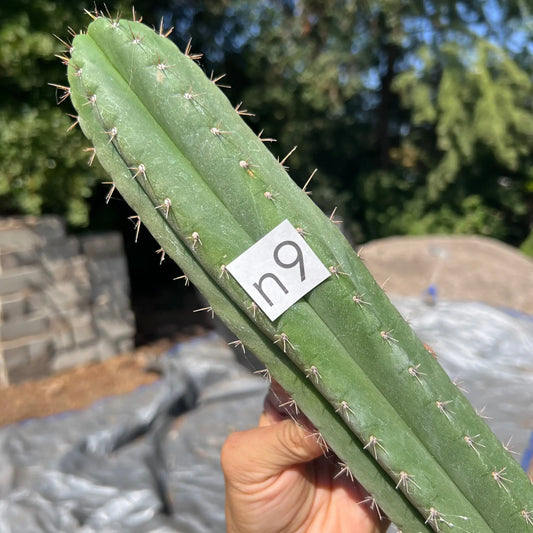 LER - free shipping - n9 14” tip cut - live cactus plant
