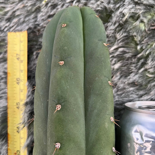 LER x scop - d3 14” tip cutting - live cactus plant