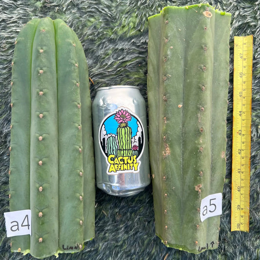 Lima - a4 10” tip cut - live cactus plant