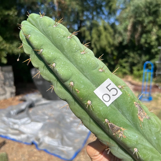 long spine pach - ACURA69 - o5 14” tip cut - live cactus
