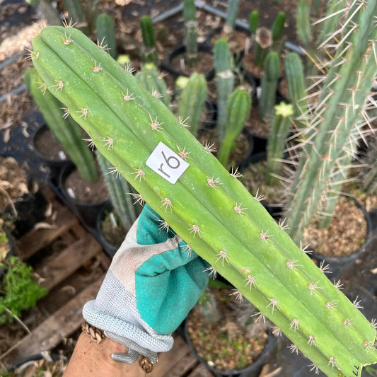 Lounge Lizard - r6 14” tip cutting - live cactus plant