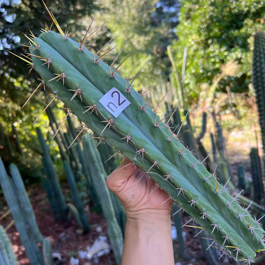 lumberjack x scopulicola - n2 14” tip cut - live cactus