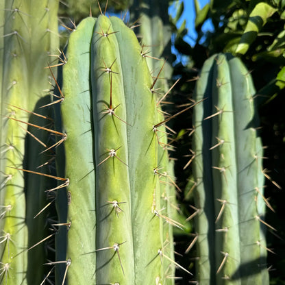 Lumberjackius - live cactus plant