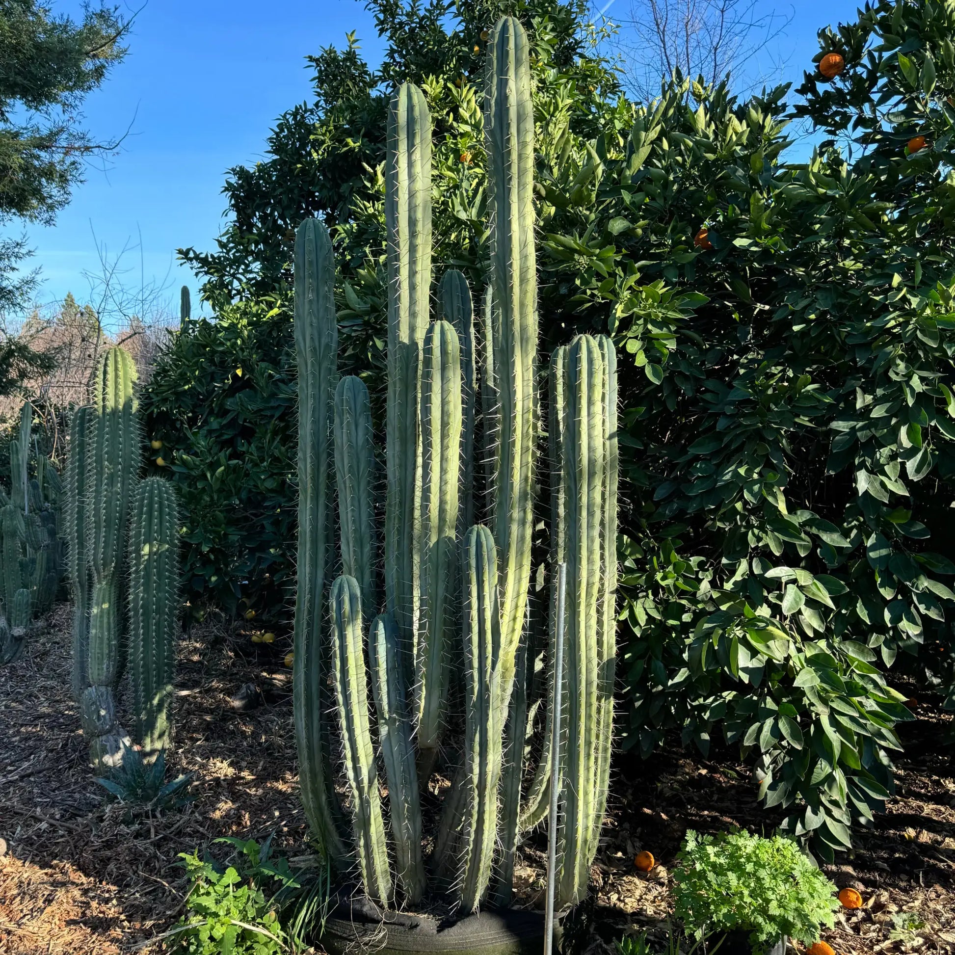 Lumberjackius - live cactus plant