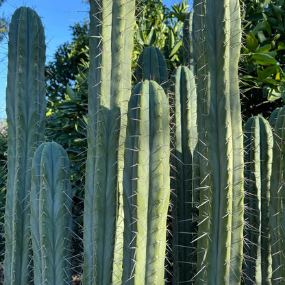 Lumberjackius - live cactus plant