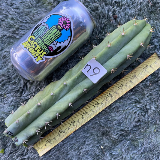 lumberjackius x super pedro - n9 10” tip cutting - live