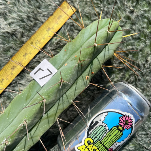 M-Man - r7 10” tip cut - live cactus plant