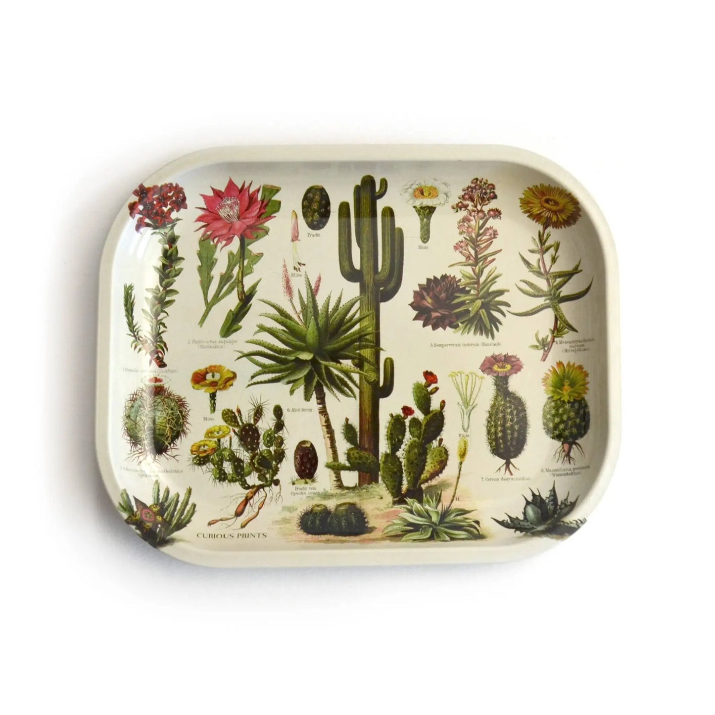 Metal Cactus Ritual Tray / Vintage Cacti Print - Kitchen