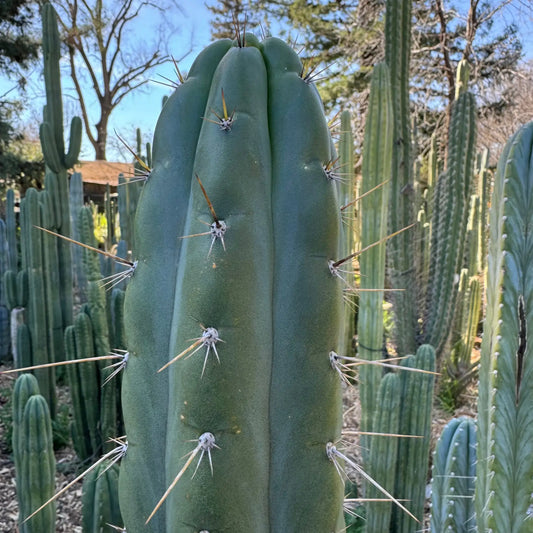 Misplant’s peru1 - a7 10” center cut - live cactus plant