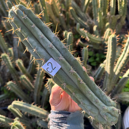 Misplant’s peru2 - c2 12” tip cut - live cactus plant