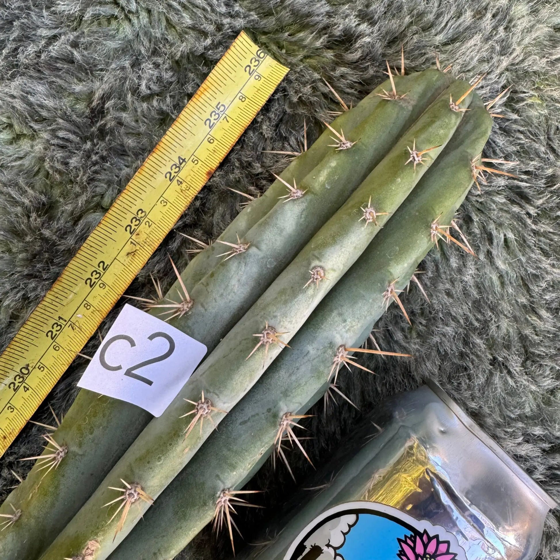 Misplant’s peru2 - c2 12” tip cut - live cactus plant