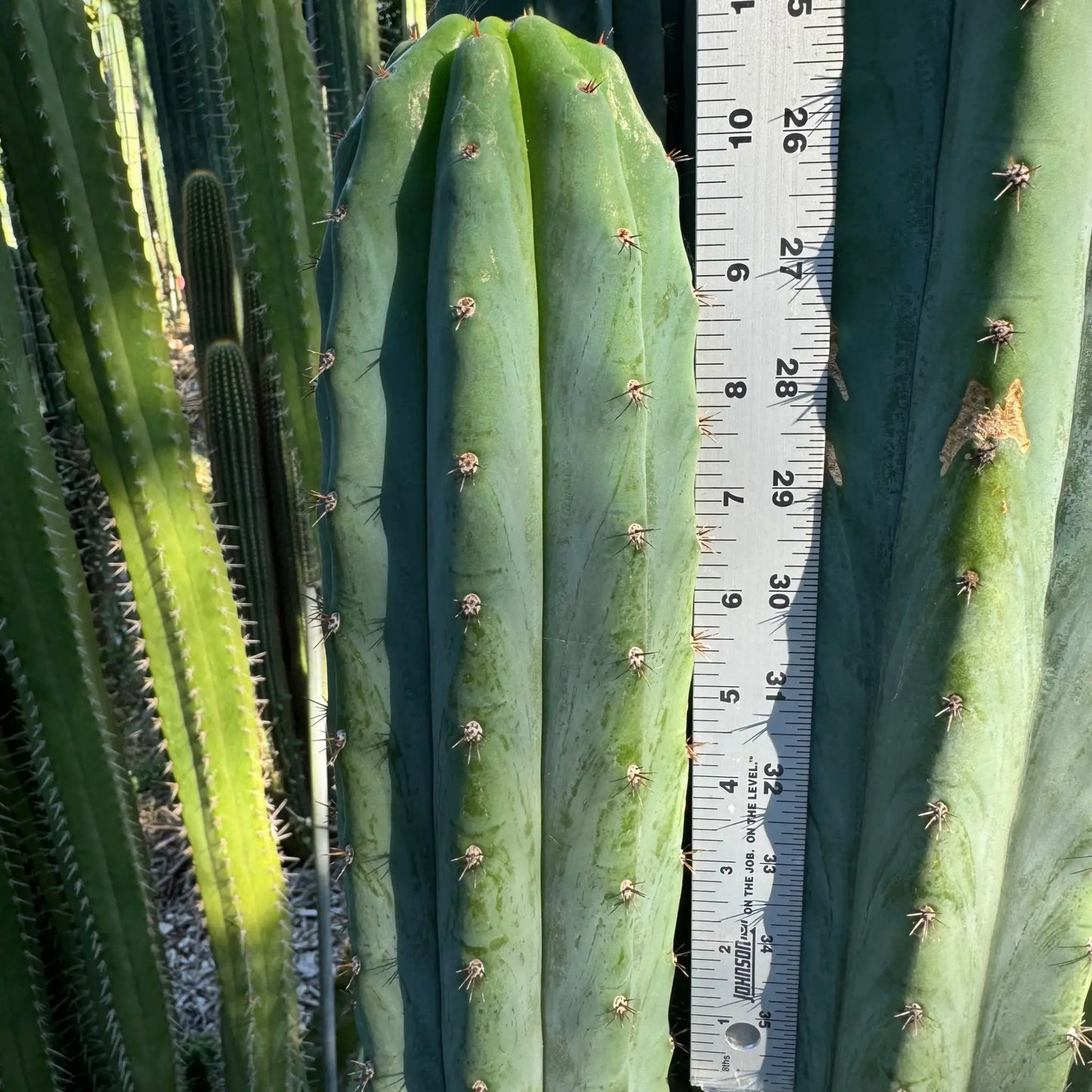 Moran - one 10” tip cutting - live cactus plant