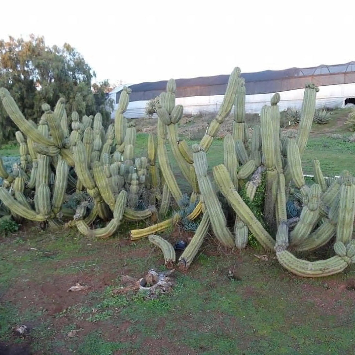 Nibiru - one 10” tip cut - live cactus plant cutting