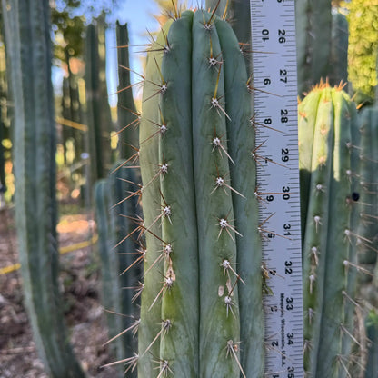 Nibiru - one 10” tip cut - live cactus plant cutting