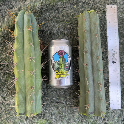 NMCR crassiarboreus - one 10” tip cutting - live cactus