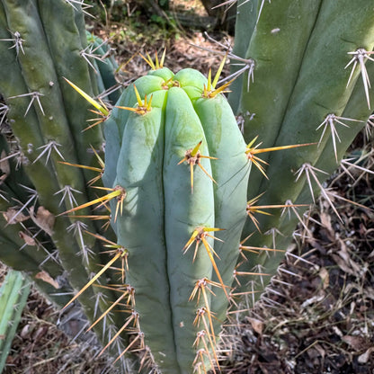 NMCR crassiarboreus - live cactus plant