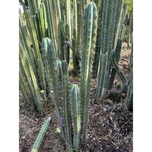 NMCR crassiarboreus - live cactus plant