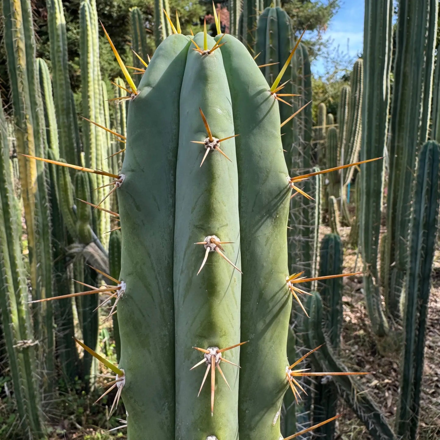 NMCR crassiarboreus - live cactus plant