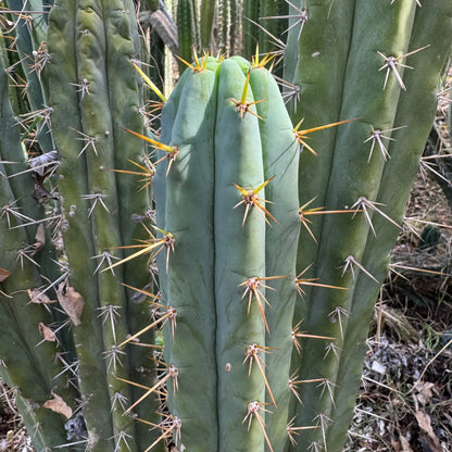 NMCR crassiarboreus - live cactus plant