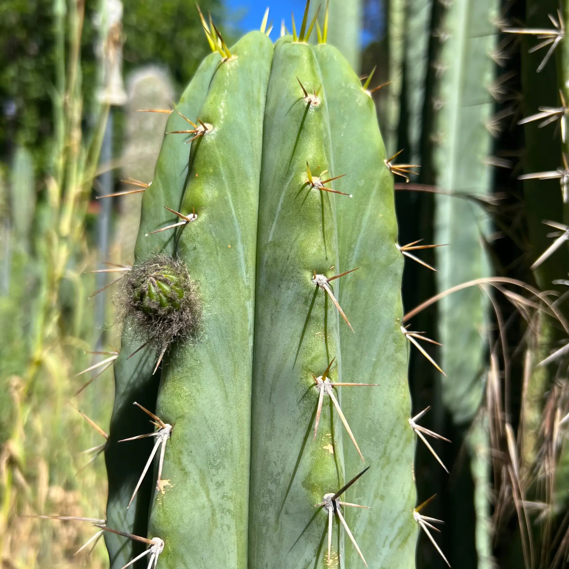 Ohlone - local pick up - live cactus plant