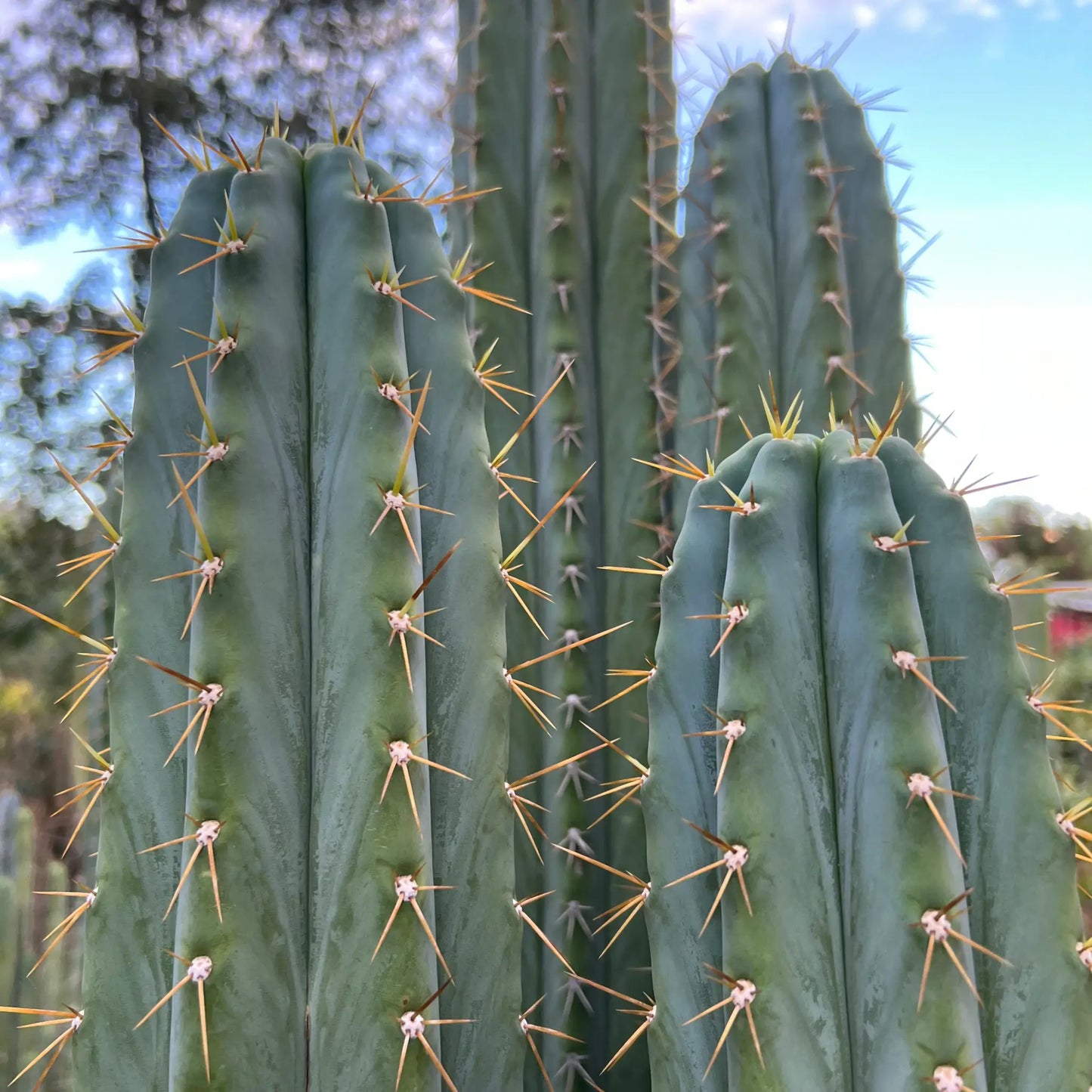 Ohlone - local pick up - live cactus plant