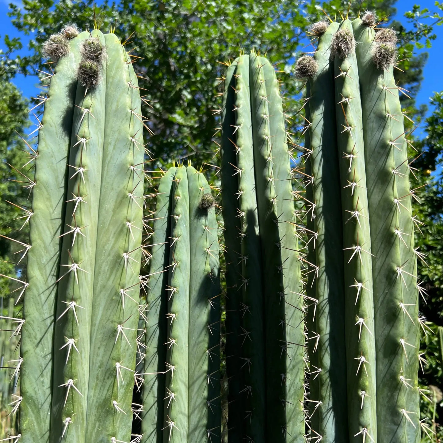 Ohlone - local pick up - live cactus plant