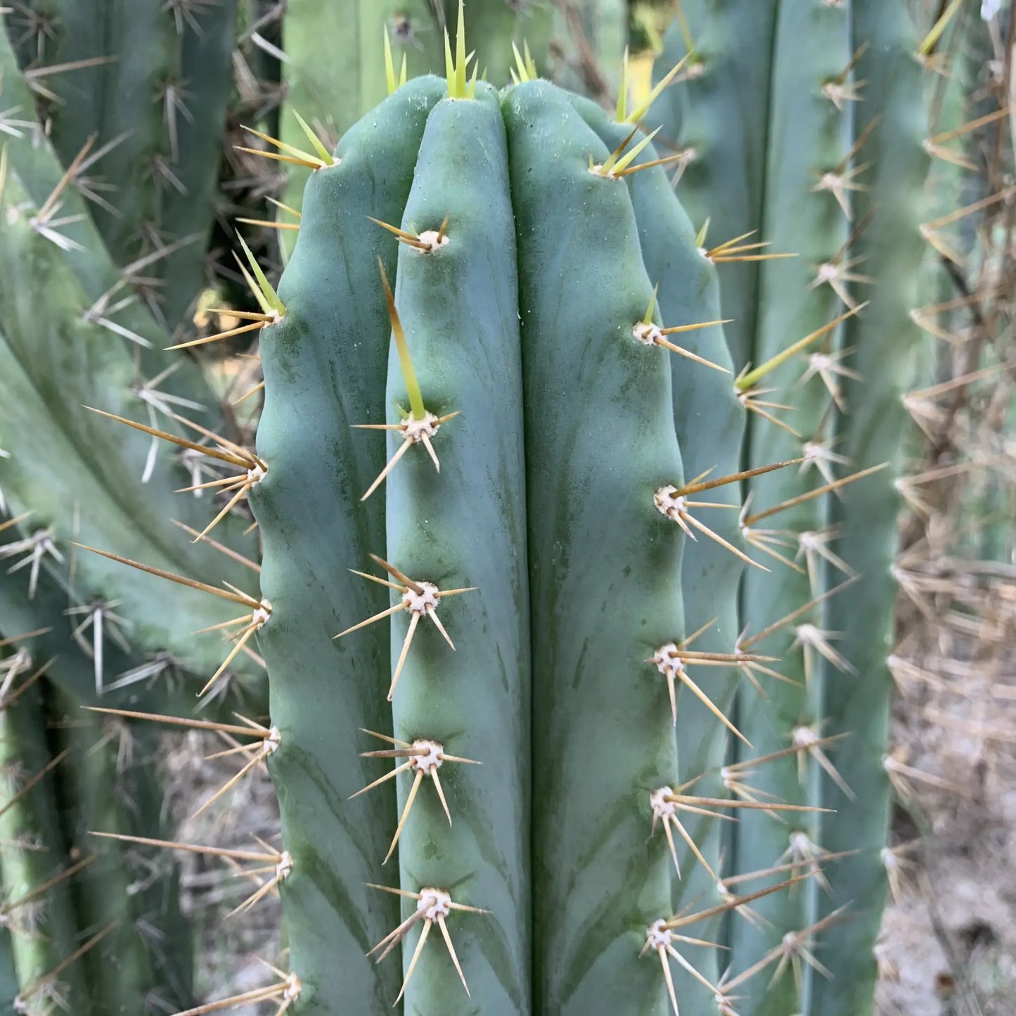 Ohlone - local pick up - live cactus plant