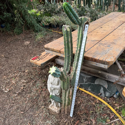 Ohlone - local pick up - live cactus plant