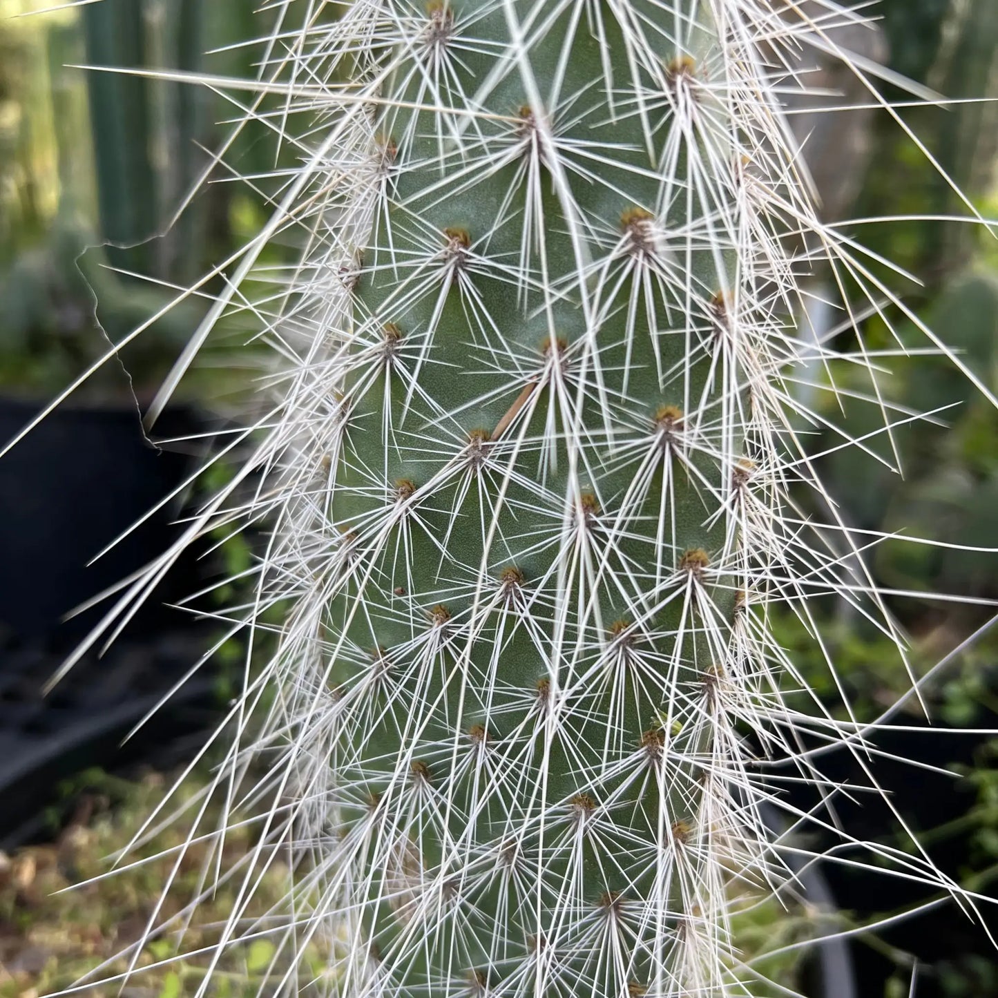 Opuntia (erinacea?) - single pad - live cactus plant cutting