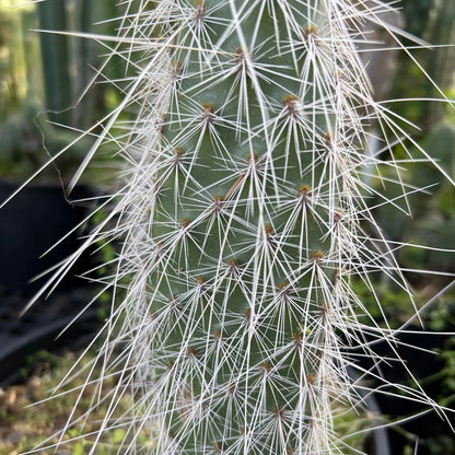 Opuntia (erinacea?) - single pad - live cactus plant cutting