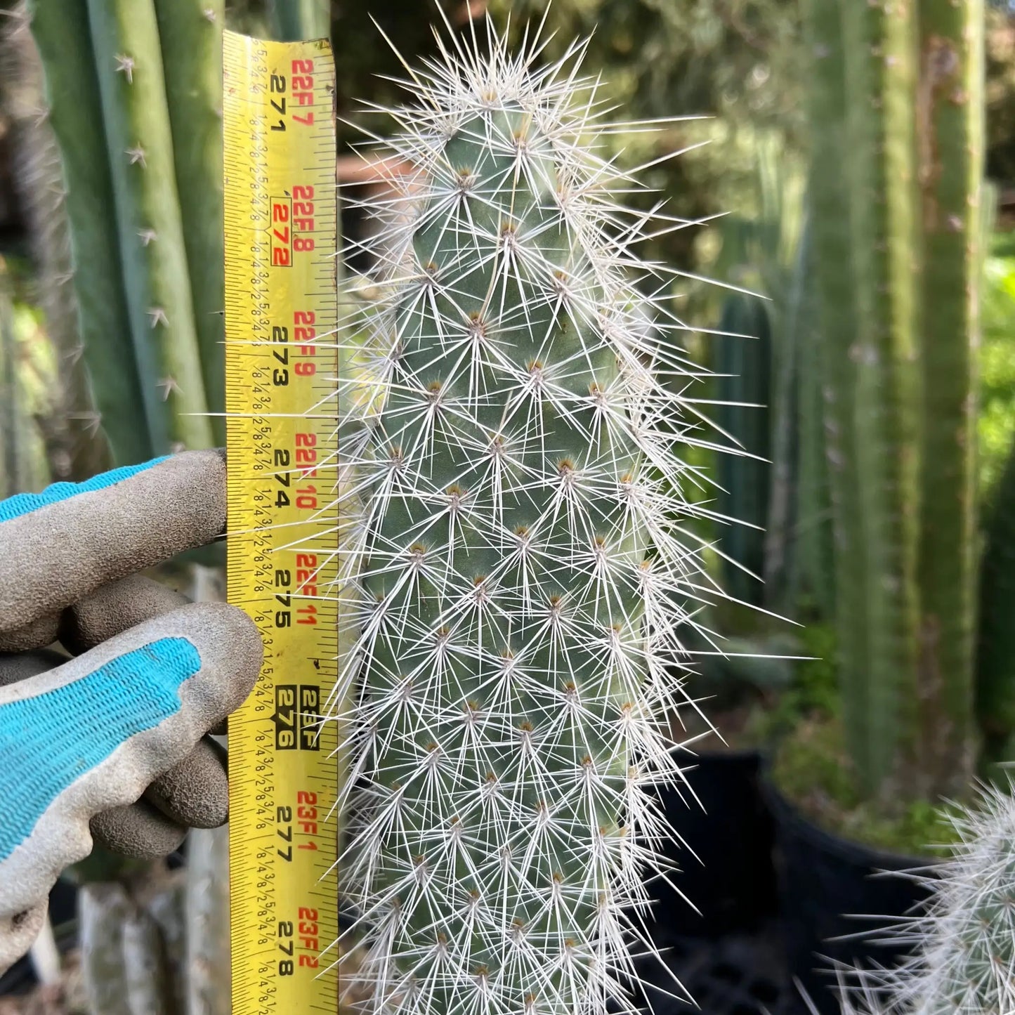 Opuntia (erinacea?) - single pad - live cactus plant cutting