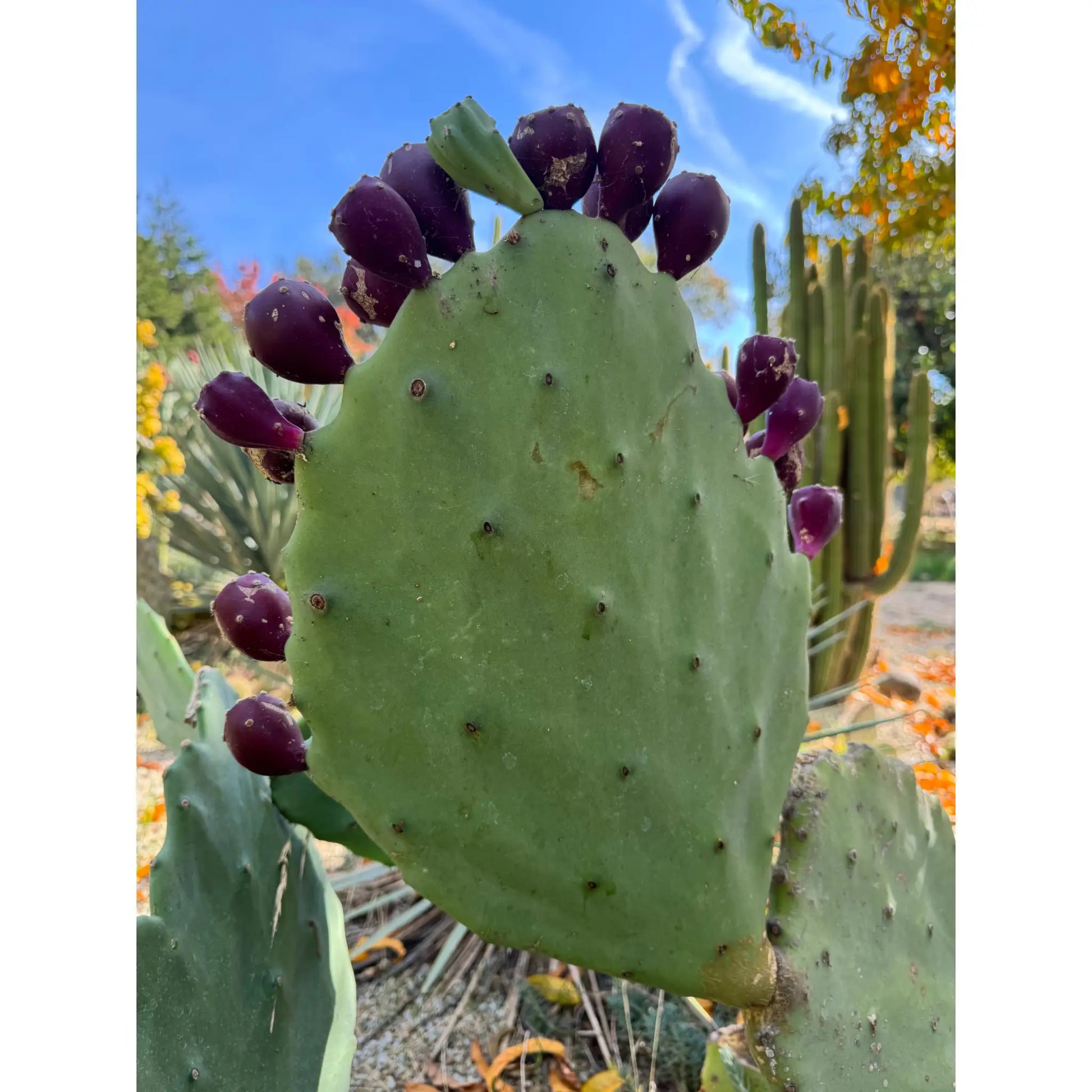 Opuntia gomei ’Old Mexico’ - one pad about 8” - live