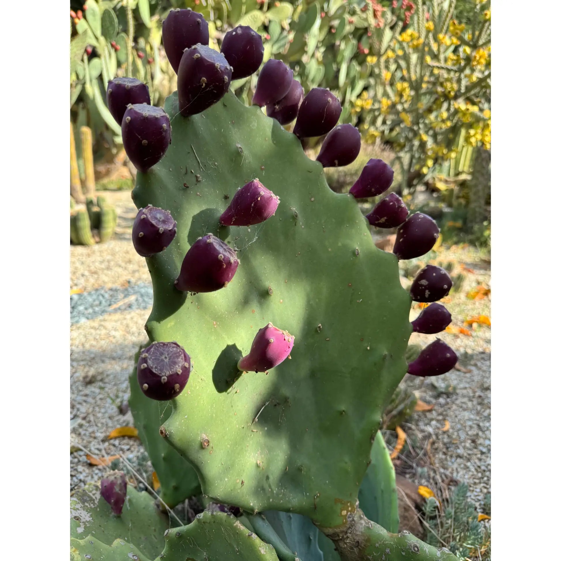 Opuntia gomei ’Old Mexico’ - one pad about 8” - live