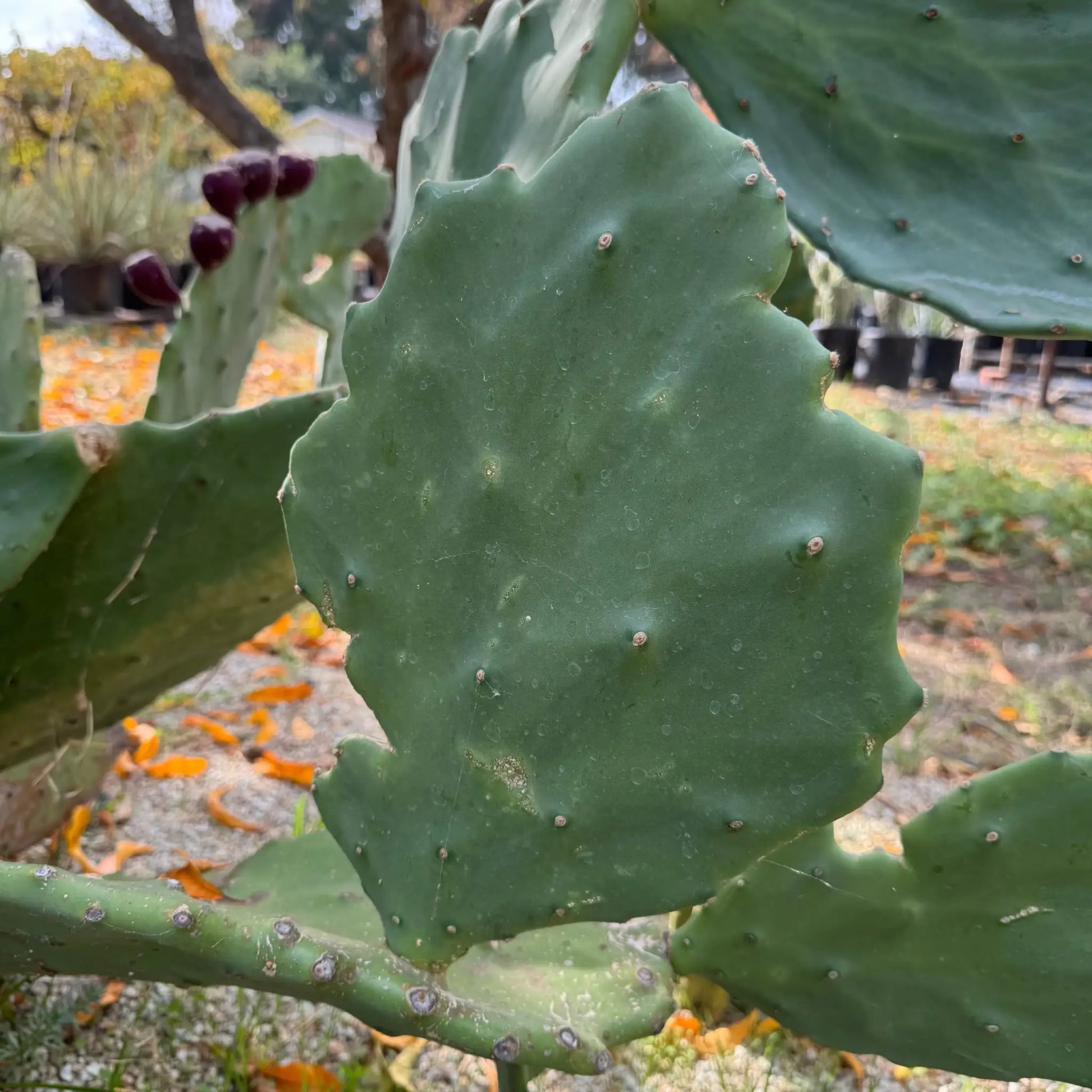 Opuntia gomei ’Old Mexico’ - one pad about 8” - live